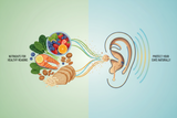 Can What You Eat Affect Your Hearing? The Nutritional Science You Need to Know